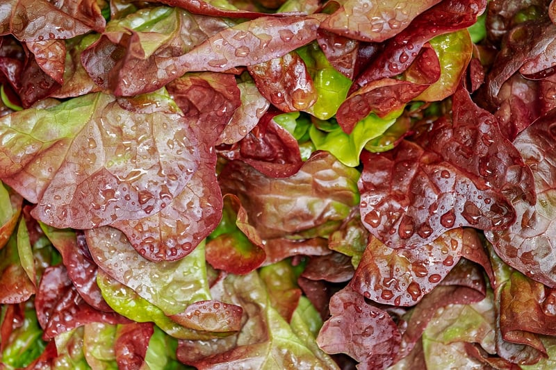 Healthy Salads